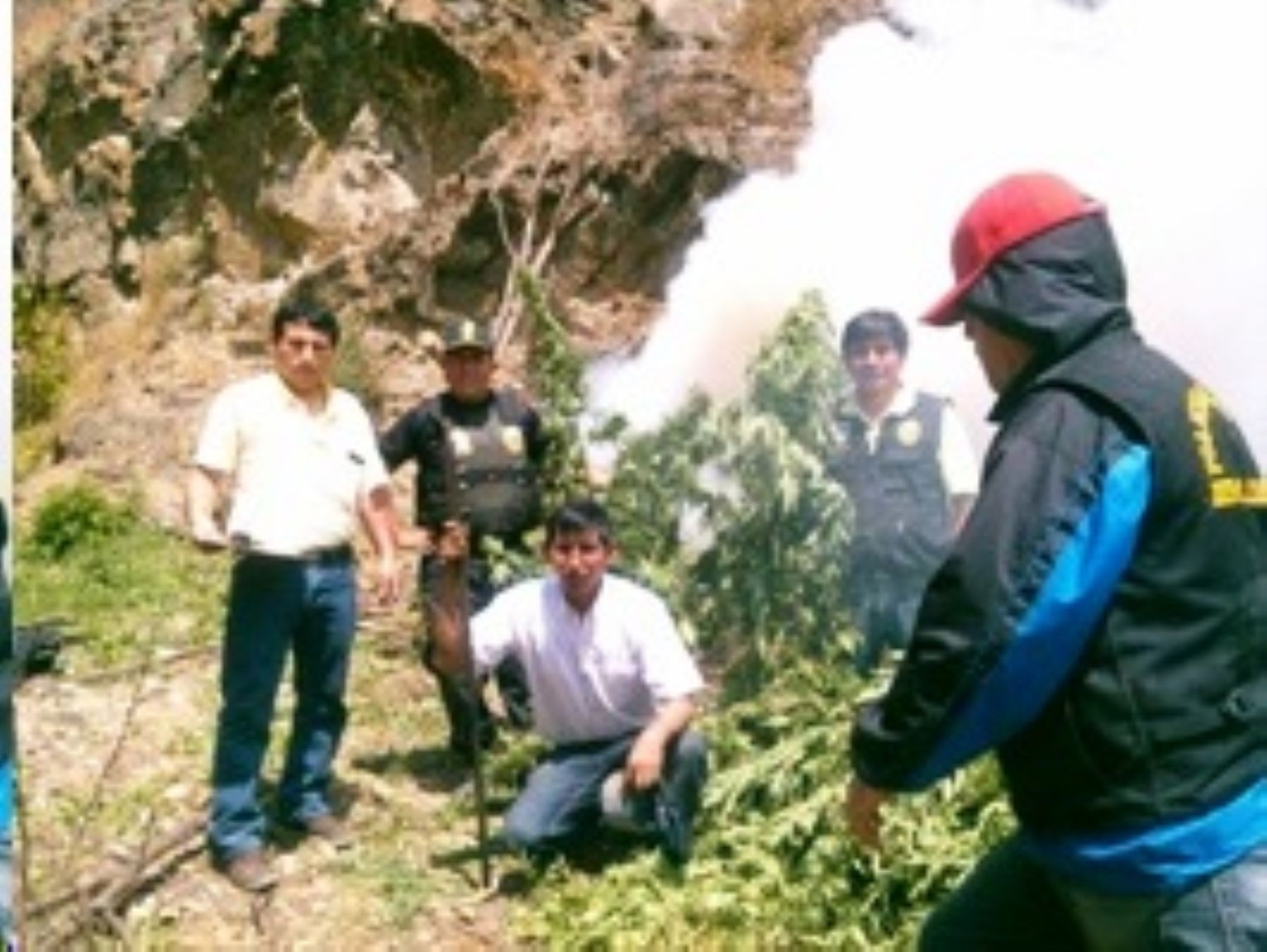 Erradican e incineran 7,000 plantaciones de marihuana en el Santa. Foto: ANDINA/Difusión.