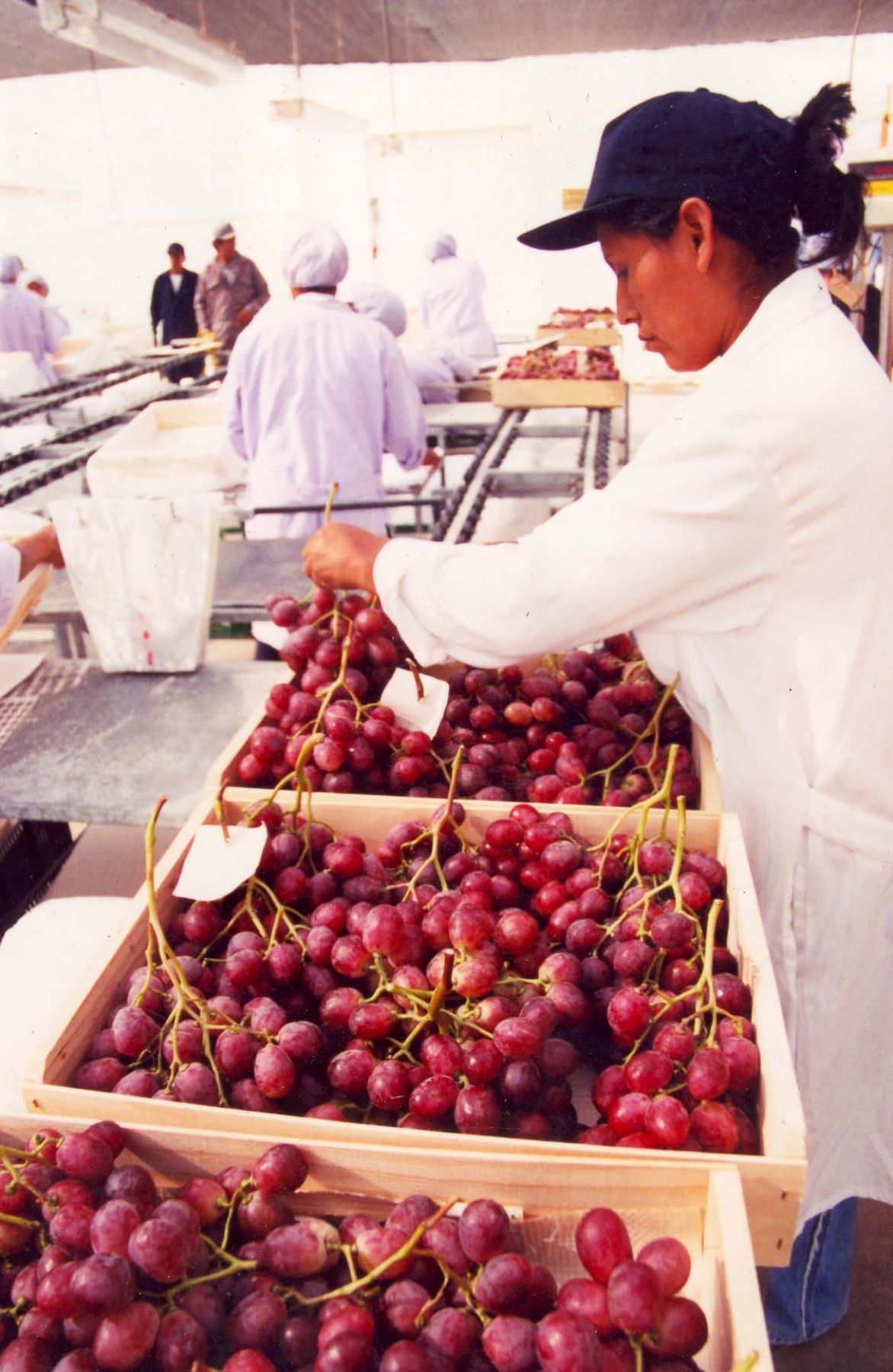 Frutas peruanas. Foto: Adex.