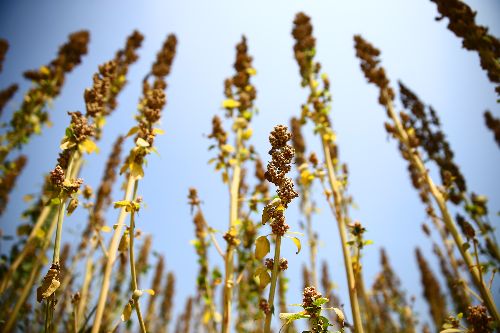 ANDINA/Marco del Río