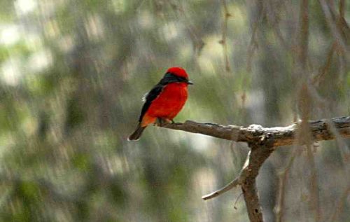 Chaparrí es uno de los lugares que alberga una gran variedad de aves, convirtiéndolo en una importante zona para su observación.