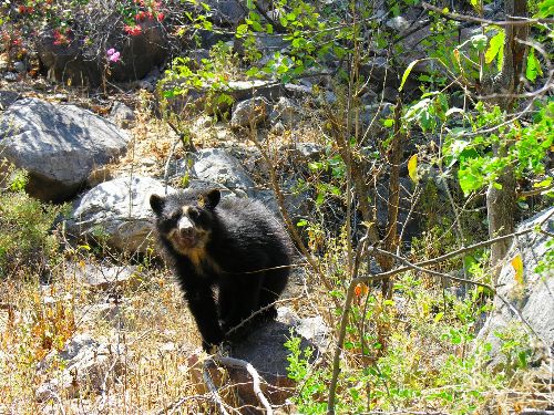 Luego de casi tres años se vuelve a avistar un oso de anteojos en las inmediaciones del Santuario Histórico de Machu Picchu, el principal atractivo turístico del Perú. Esta vez fueron guardaparques del área protegida quienes registraron imágenes de un osezno o cachorro de esta especie desplezándose por la ladera de la montaña donde se sitúa la ciudadela inca. ANDINA/archivo