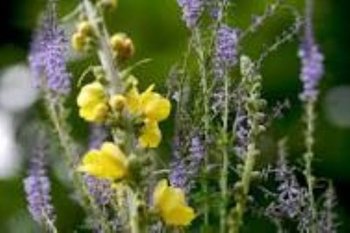 Advierten sobre uso indiscriminado de plantas medicinales. Foto. Internet