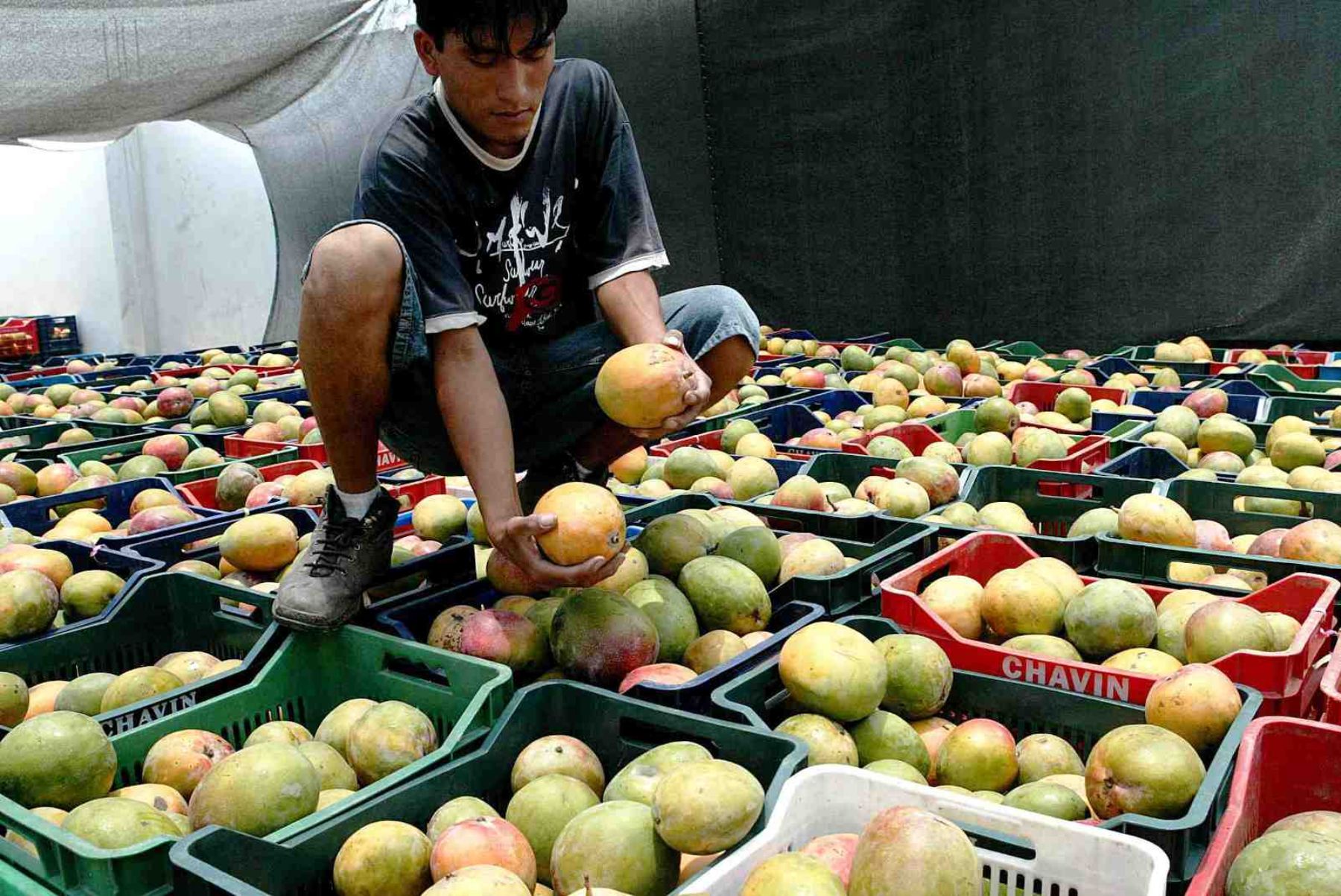 El mango es uno de los productos agrícolas de Lambayeque de más demanda en el exterior.