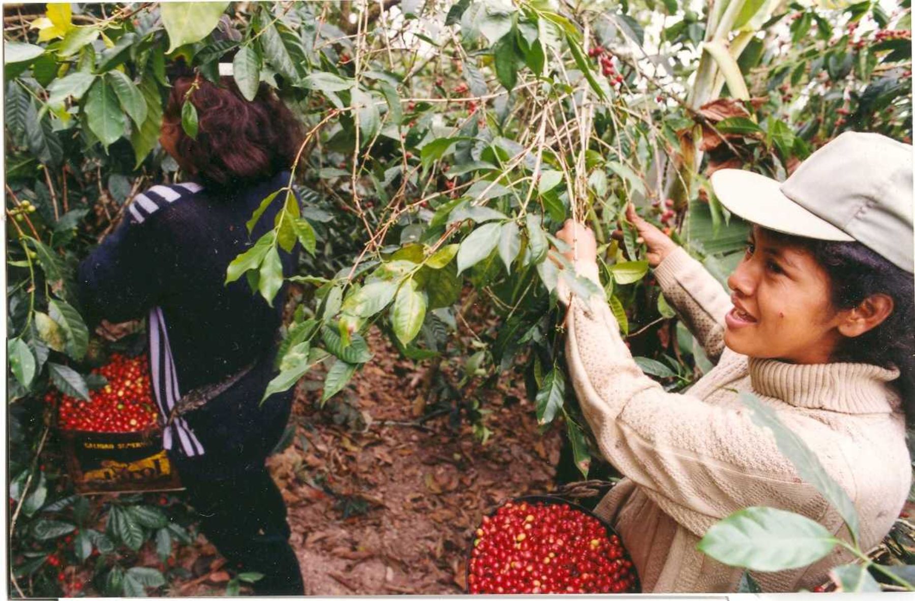 Las productoras de café orgánico del nororiente del país reciben un mejor precio por su
