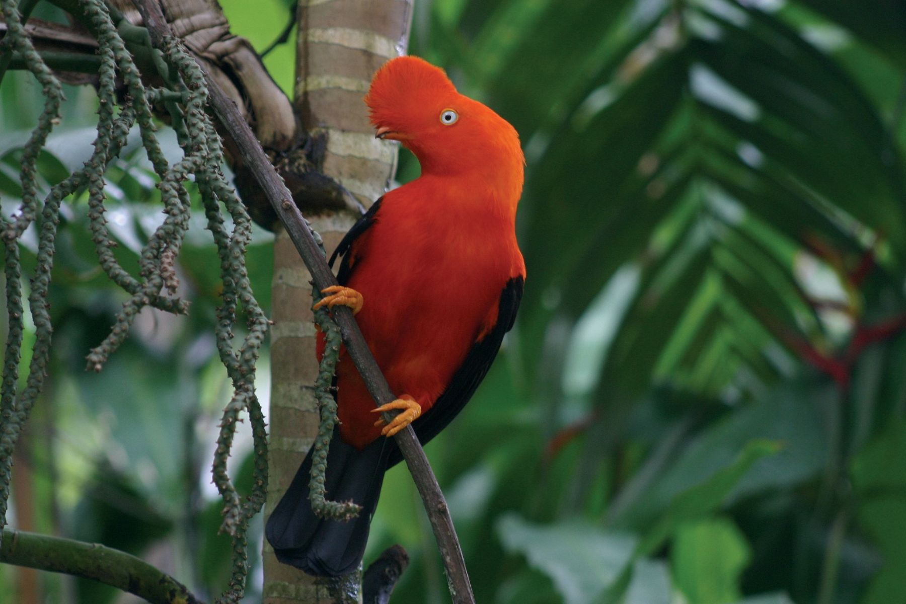 El hábitat del gallito de las rocas es la espesura del bosque amazónico. ANDINA/archivo
