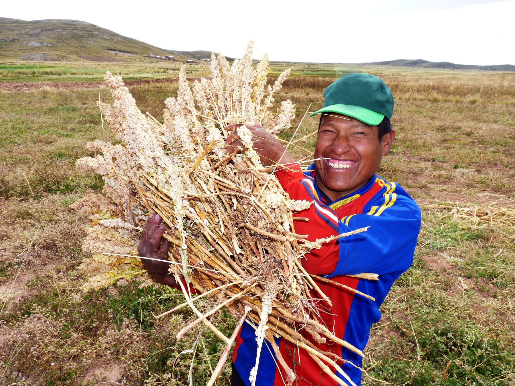 Quinoa grower from south-eastern Peru