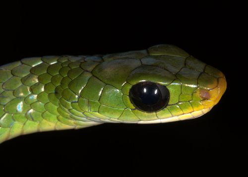 Especie reptil: Chironius montícola. Foto Cortesía: Alessandro Catenazzi.