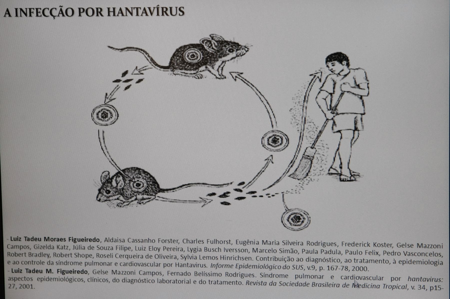 Gráfico que explica ciclo de transmisión del Hantavirus de los roedores a los seres humanos. ANDINA/Norman Córdova