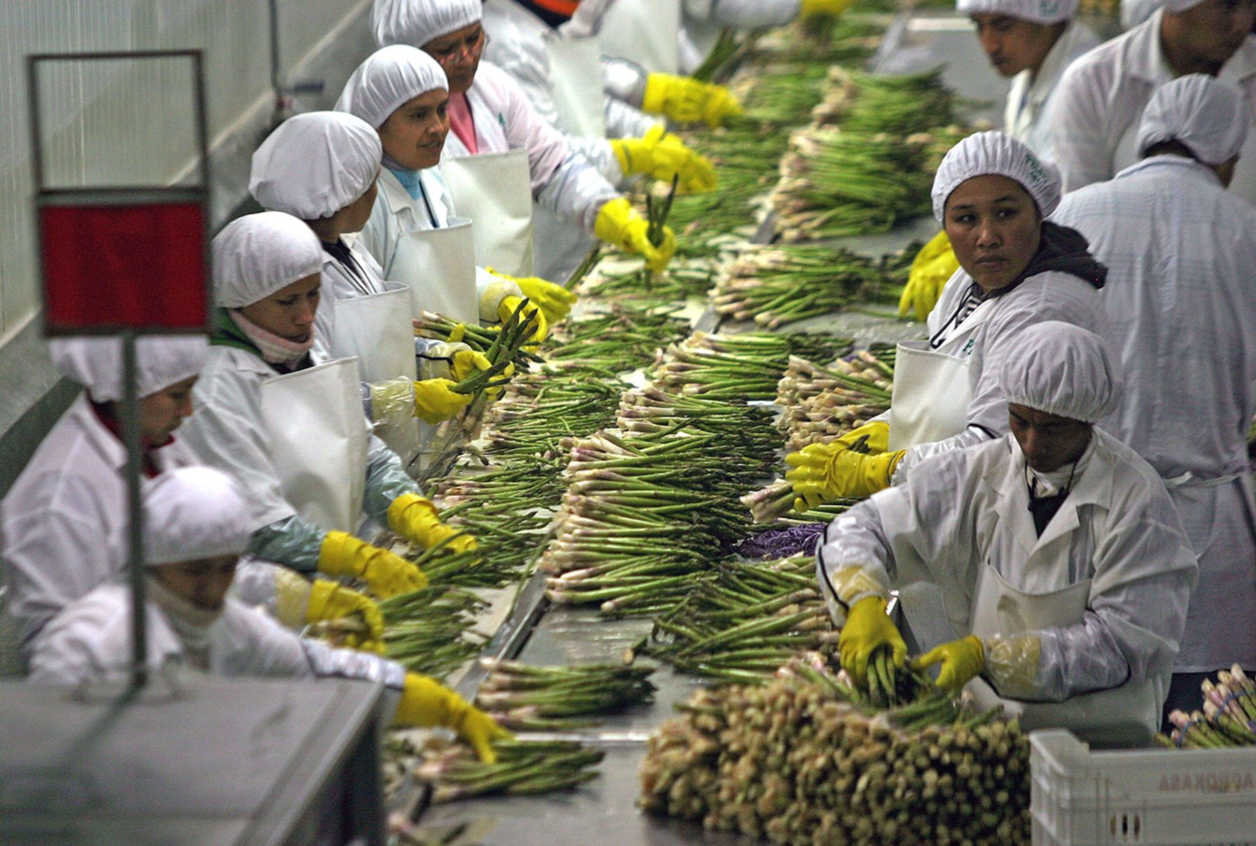 Trabajadores de empresa agroexportadora. ANDINA