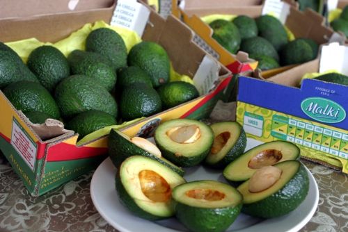 Palta tipo Hass. Foto: ANDINA/archivo.