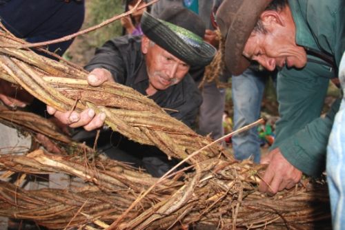 Los pobladores de Sarhua rescataron su tradición y reconstruyeron el puente colgante de origen prehispánico Pichus Chaka,