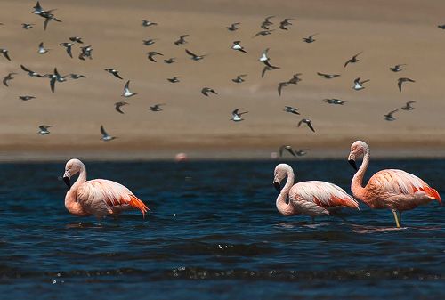 La Reserva Nacional de Paracas es una de las áreas naturales protegidas del Perú que permite apreciar la enorme belleza paisajística y singular biodiversidad que existe en el ámbito marino y costero de la región Ica.