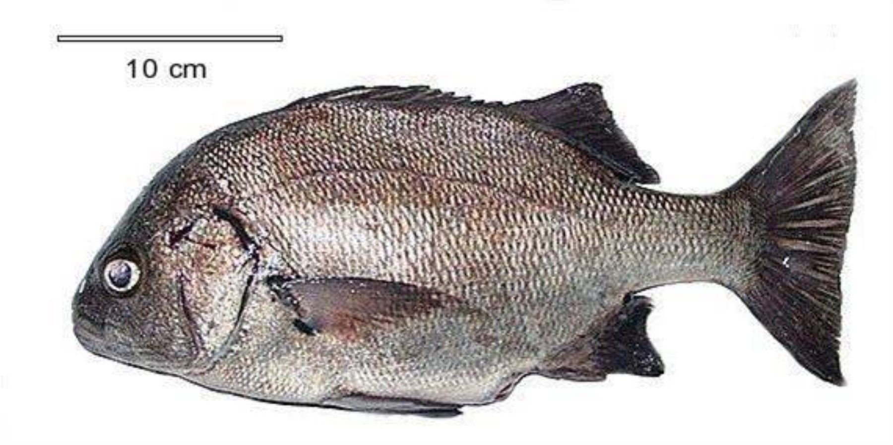 Chita (Anisotremus scapularis).