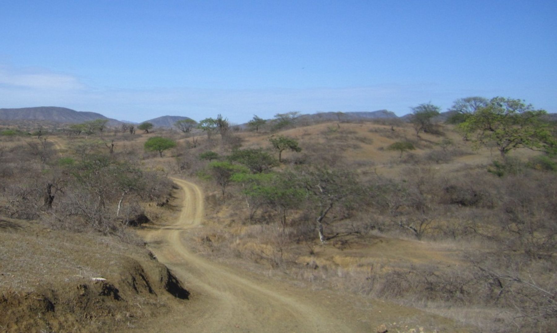 La cuarta parte de bosques secos conformados por algarrobos se encuentra en el Valle del Chira, Piura.
