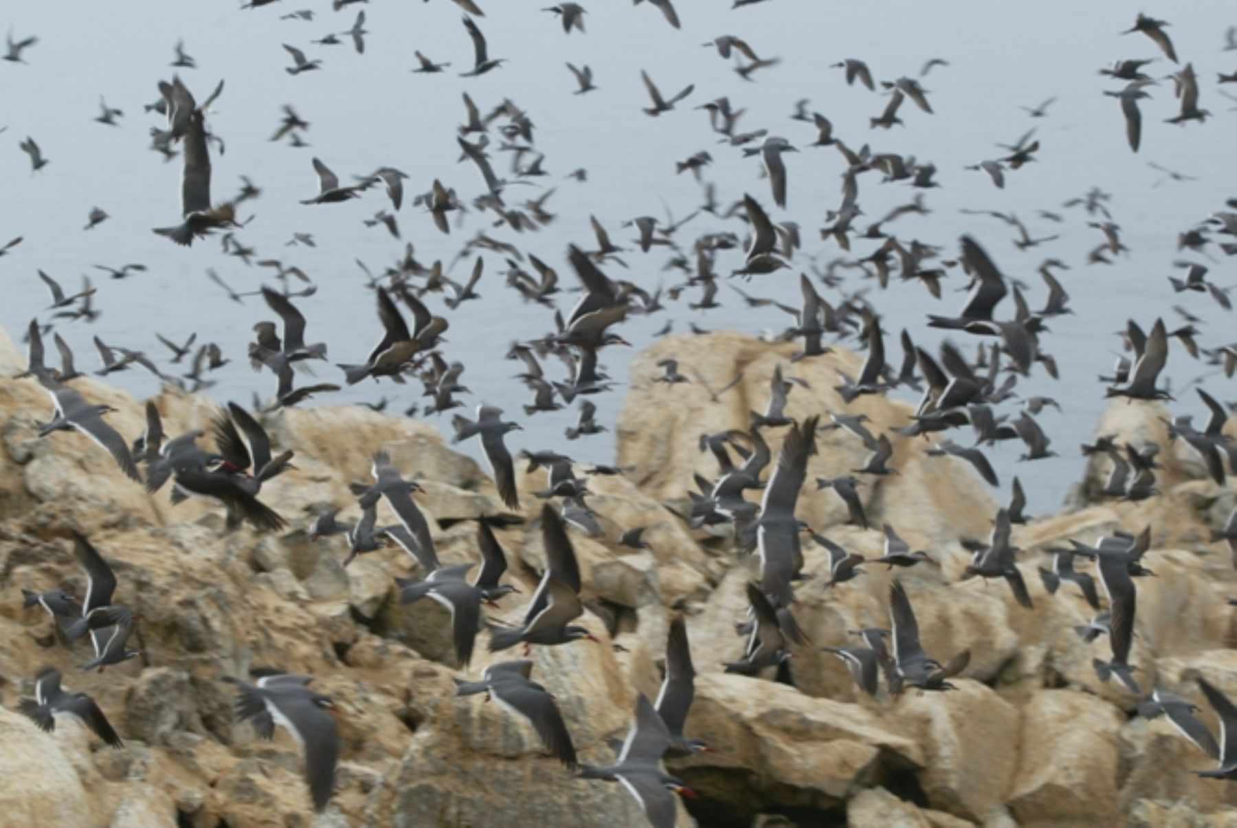 Se incrementa la población de aves guaneras.