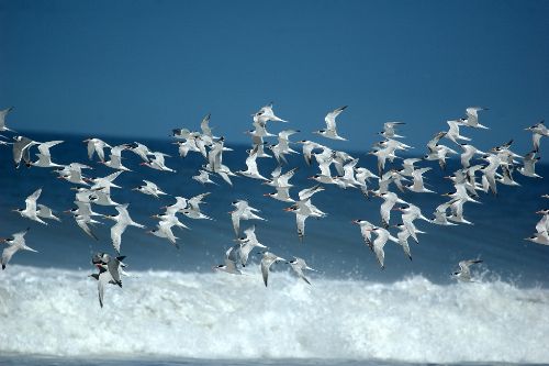 Presencia de aves en Santuario Lagunas de Mejía se vería afectada por escasez de agua. ANDINA