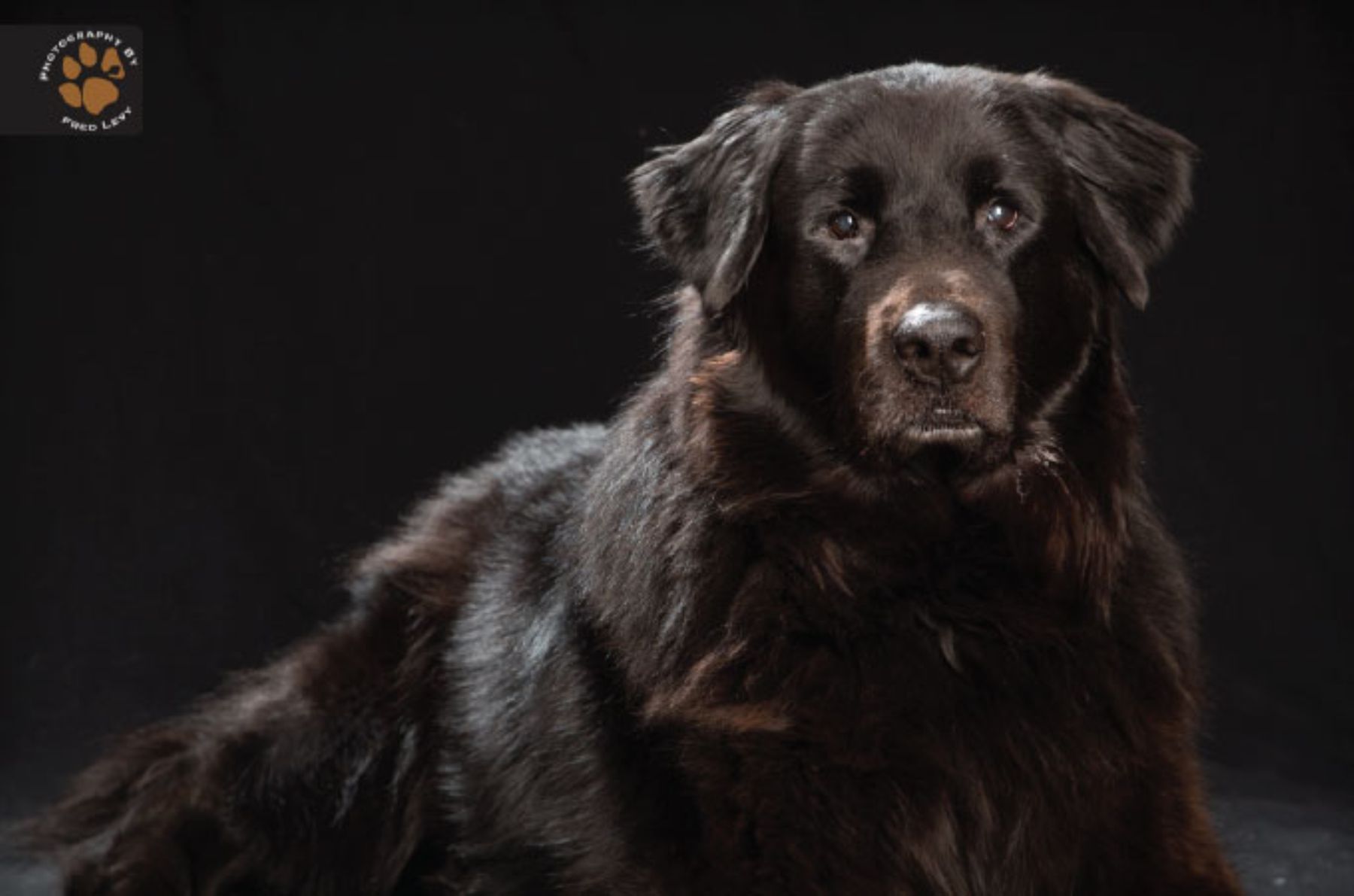 Los perros negros más bellos, Noticias