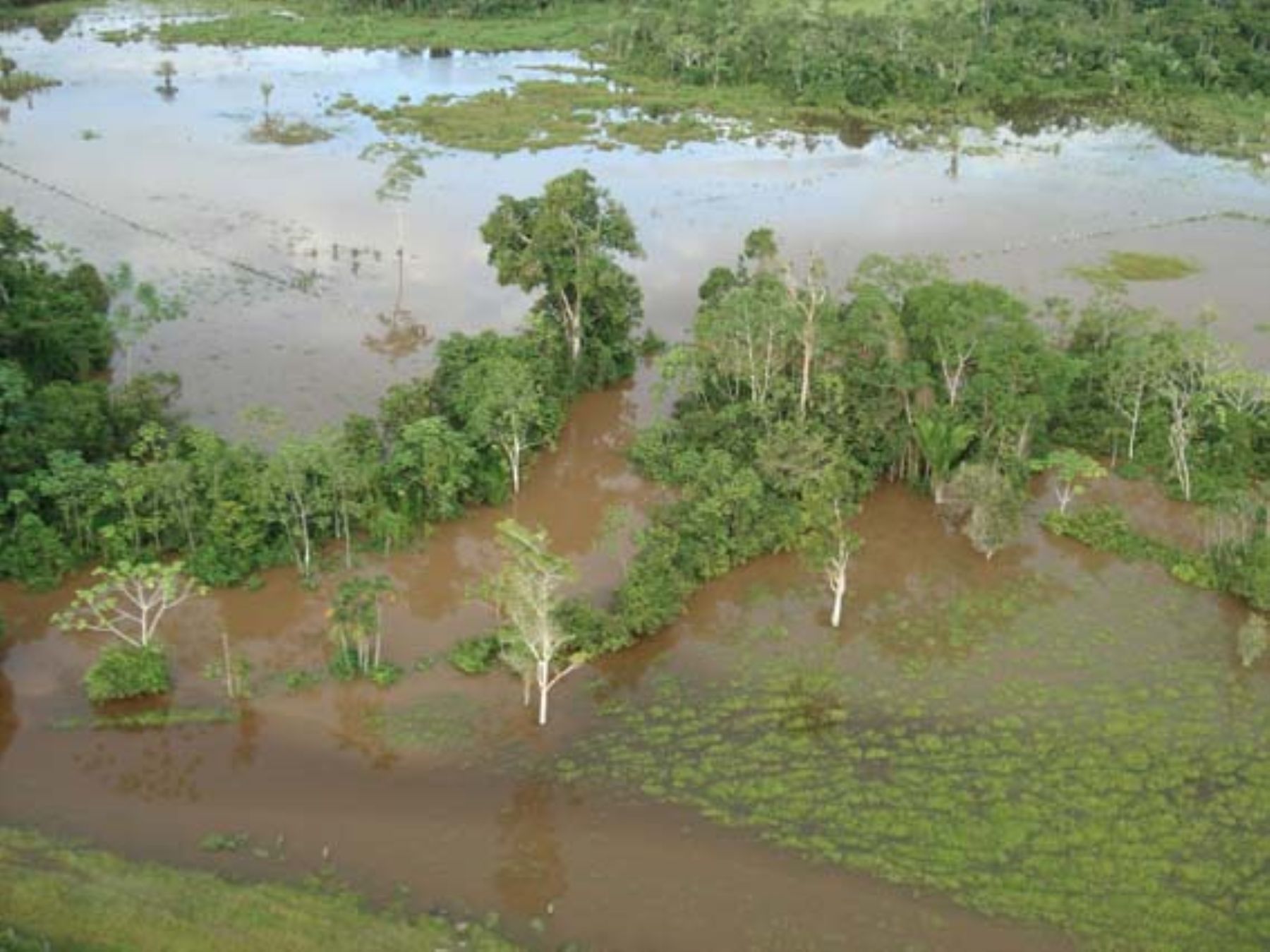 Más de 14,000 ha de cultivos se perdieron en Alto Amazonas por desborde de  ríos | Noticias | Agencia Peruana de Noticias Andina