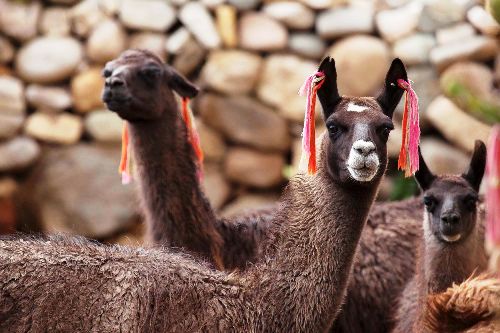 Cuando vemos una llama, alpaca o vicuña muchas veces nos confundimos al pensar que son lo mismo y no lo son, y tampoco son los únicos auquénidos que existen en nuestro país porque a ellos hay que añadir al guanaco. Se trata de cuatro especies con características propias que conforman la familia de los camélidos sudamericanos. ANDINA/DifusiónANDINA/Difusión