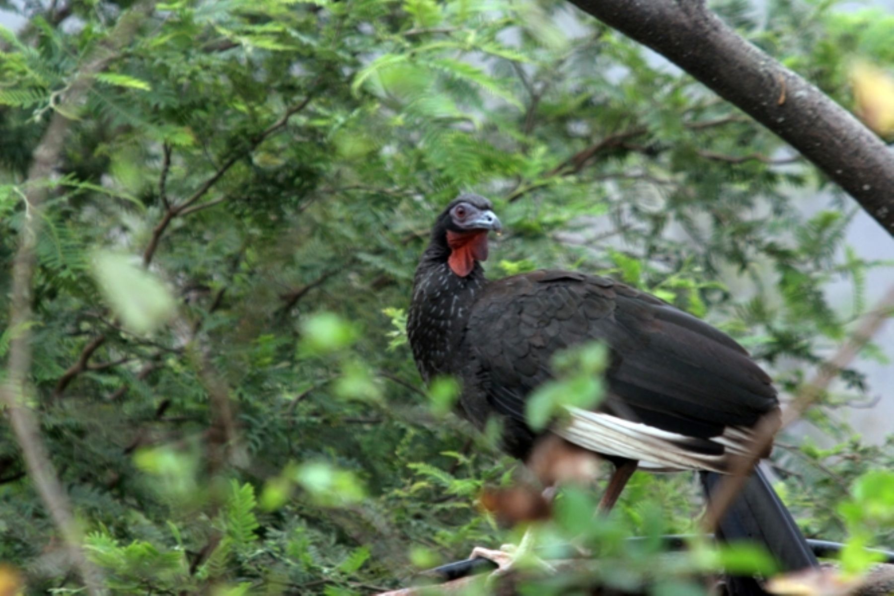 La pava de ala blanca es una de las aves en peligro crítico de extinción. ANDINA/archivo