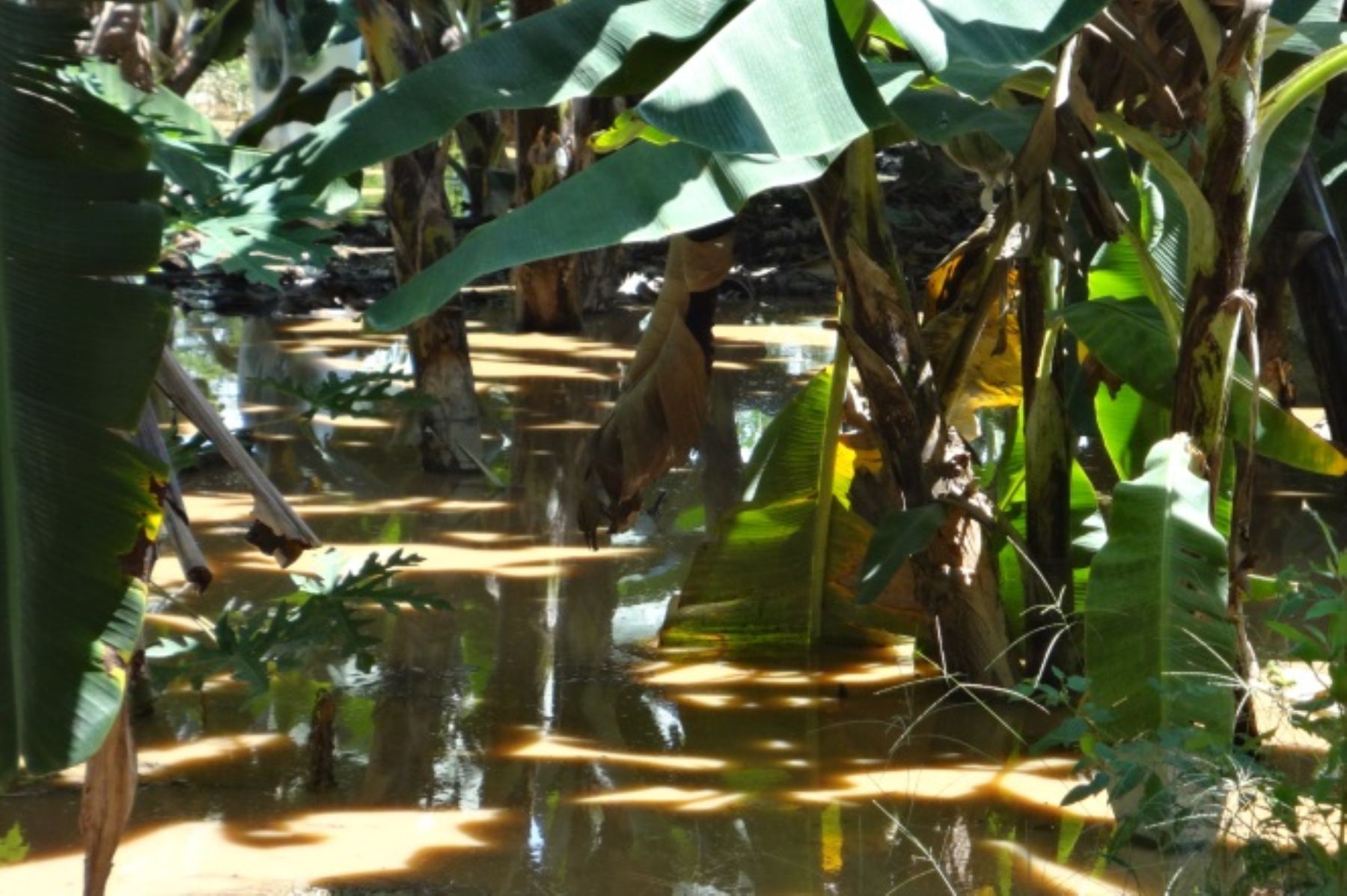 Cultivos de banano orgánico fueron afectados por el desborde del río Tumbes, causando pérdidas a los agricultores. ANDINA/archivo