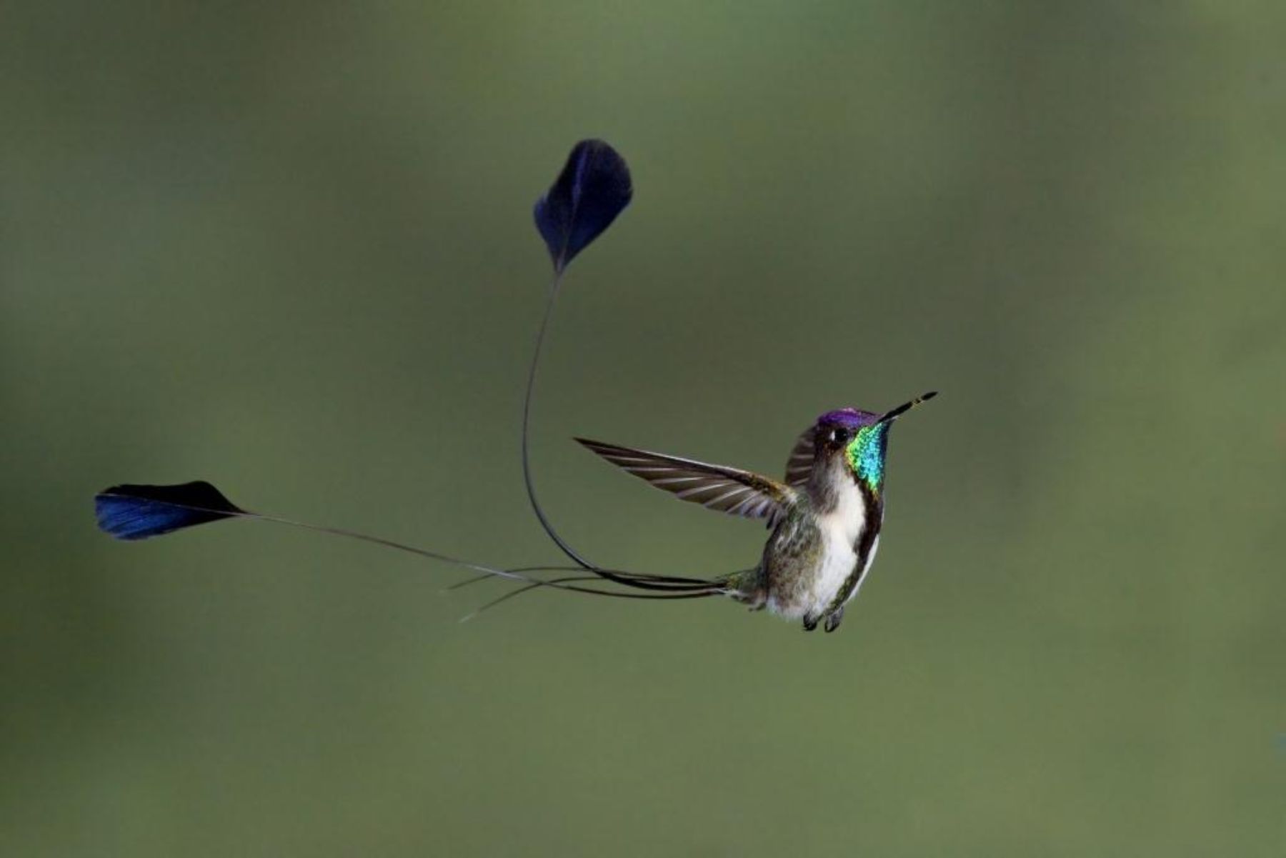 Colibrí cola de espátula (Marvelous spatuletail) es una de las aves endémicas del Perú. Se le puede observar en el bosque del valle de Utcubamba (región Amazonas), donde se extiende a elevaciones entre 2,000 y 2,900 metros sobre el nivel del mar. Cortesía