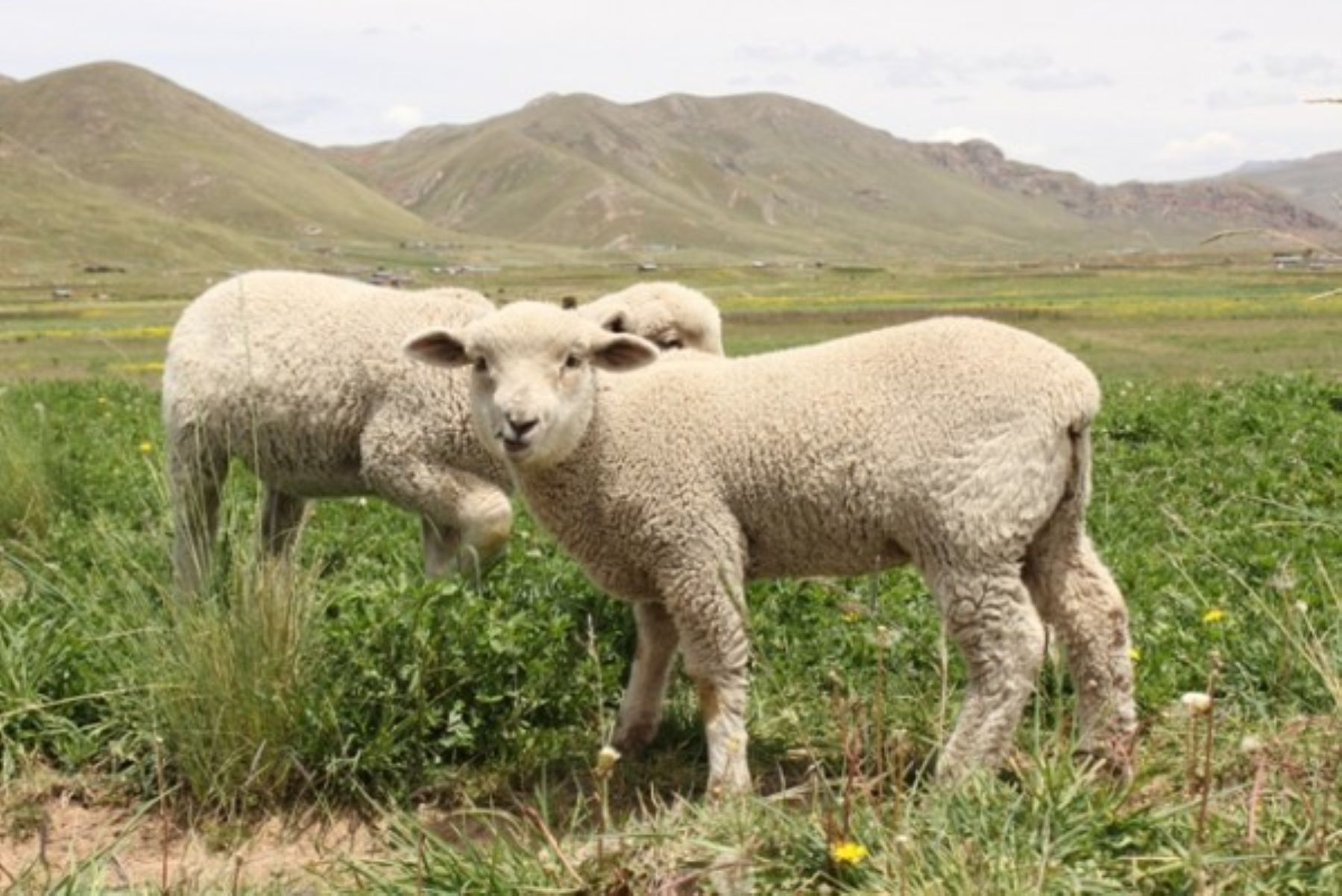 Cerca de 10 millones se invertirá proyecto de Ovinos sur en Puno. Foto: ANDINA/Difusión.