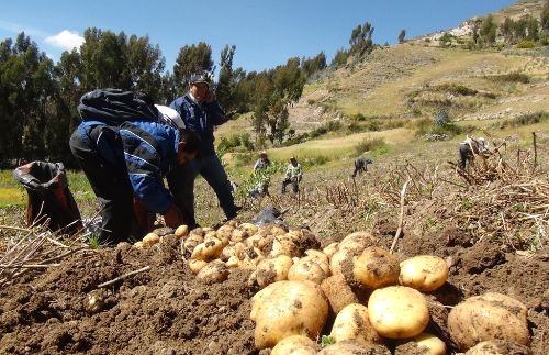 Fuerzas Armadas comprarán papa a productores con excedente de producción. Foto: ANDINA.