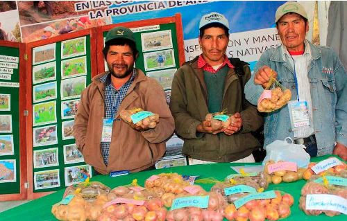 Proyecto de papas nativas beneficia a productores de 22 comunidades de Andahuaylas. Foto: ANDINA/Difusión.