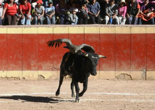 Revisarán que celebración del Yawar Fiesta no amenace conservación del cóndor. Foto: ANDINA/archivo.