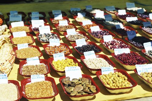 En tradicional “Muhu Raymi 2014” se expuso casi 500 variedades de papas nativas