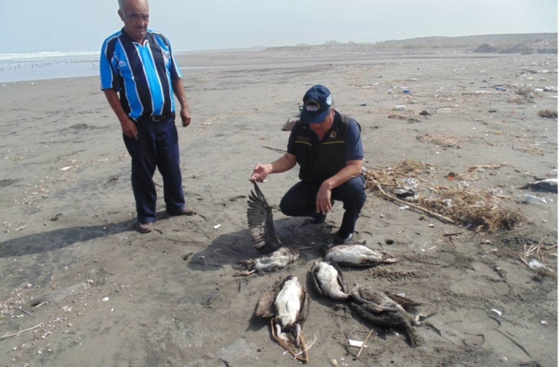 Especialistas hallaron muertas un gran número de aves guaneras en diversas zonas del litoral de Arequipa.