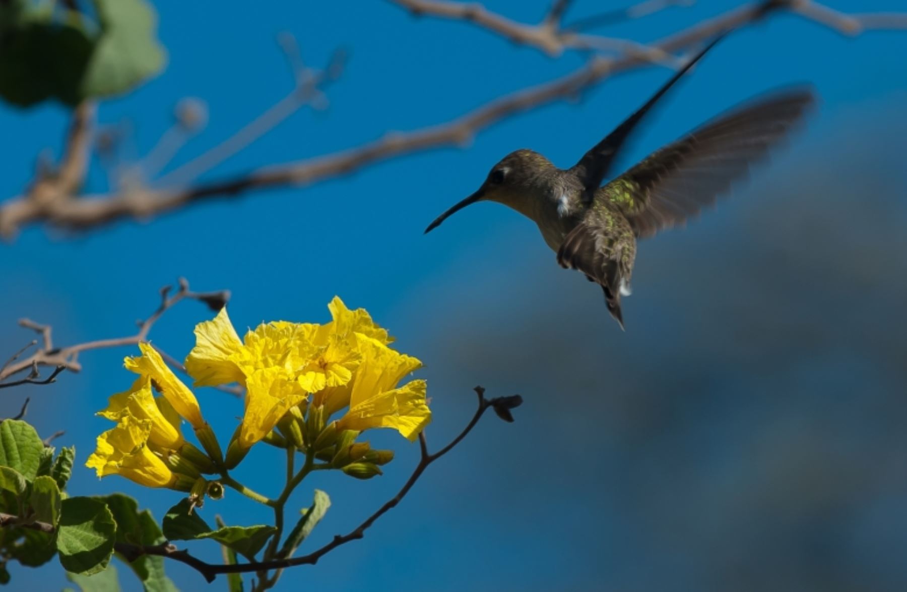 El Coto de Caza El Angulo posee una gran variedad de especies protegidas.