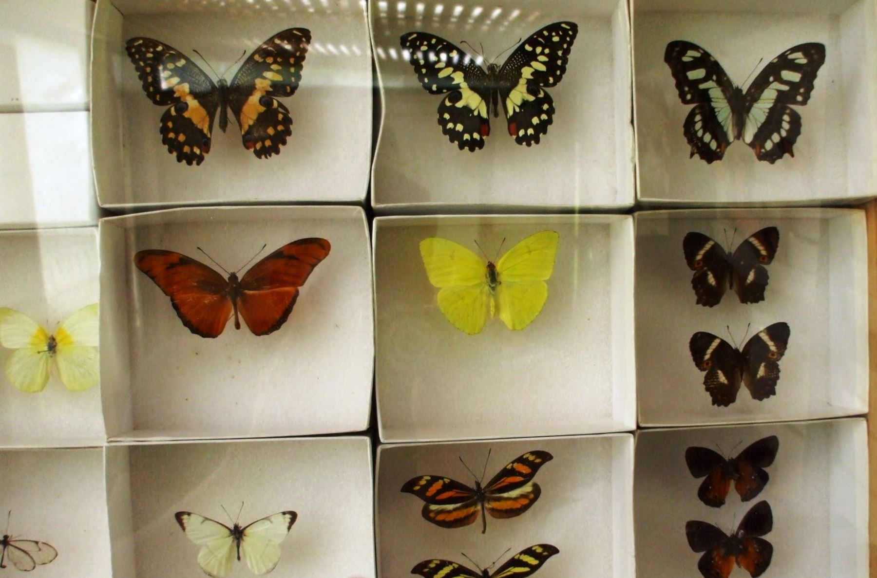 Advierten sobre riesgos de depredación de mariposas en la amazonia peruana. Foto: ANDINA/Internet.