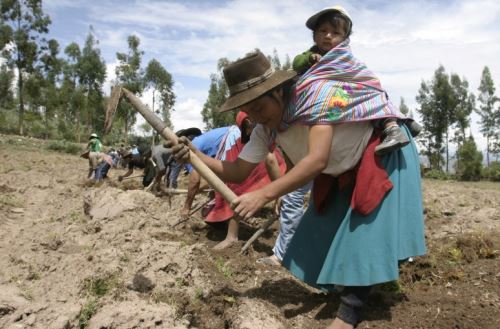 Coronavirus: conoce la importancia de la agricultura familiar para enfrentar la pandemia. ANDINA/archivo