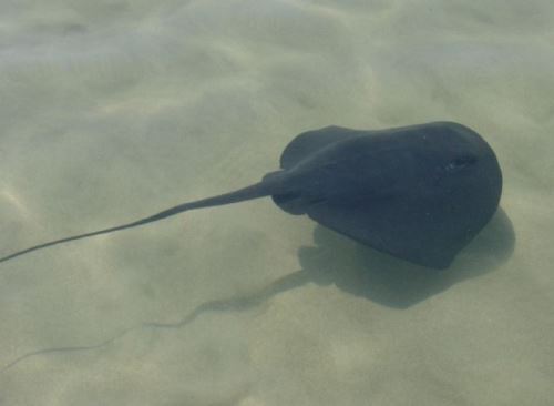 Apureban plan de conservación de tiburones y rayas.