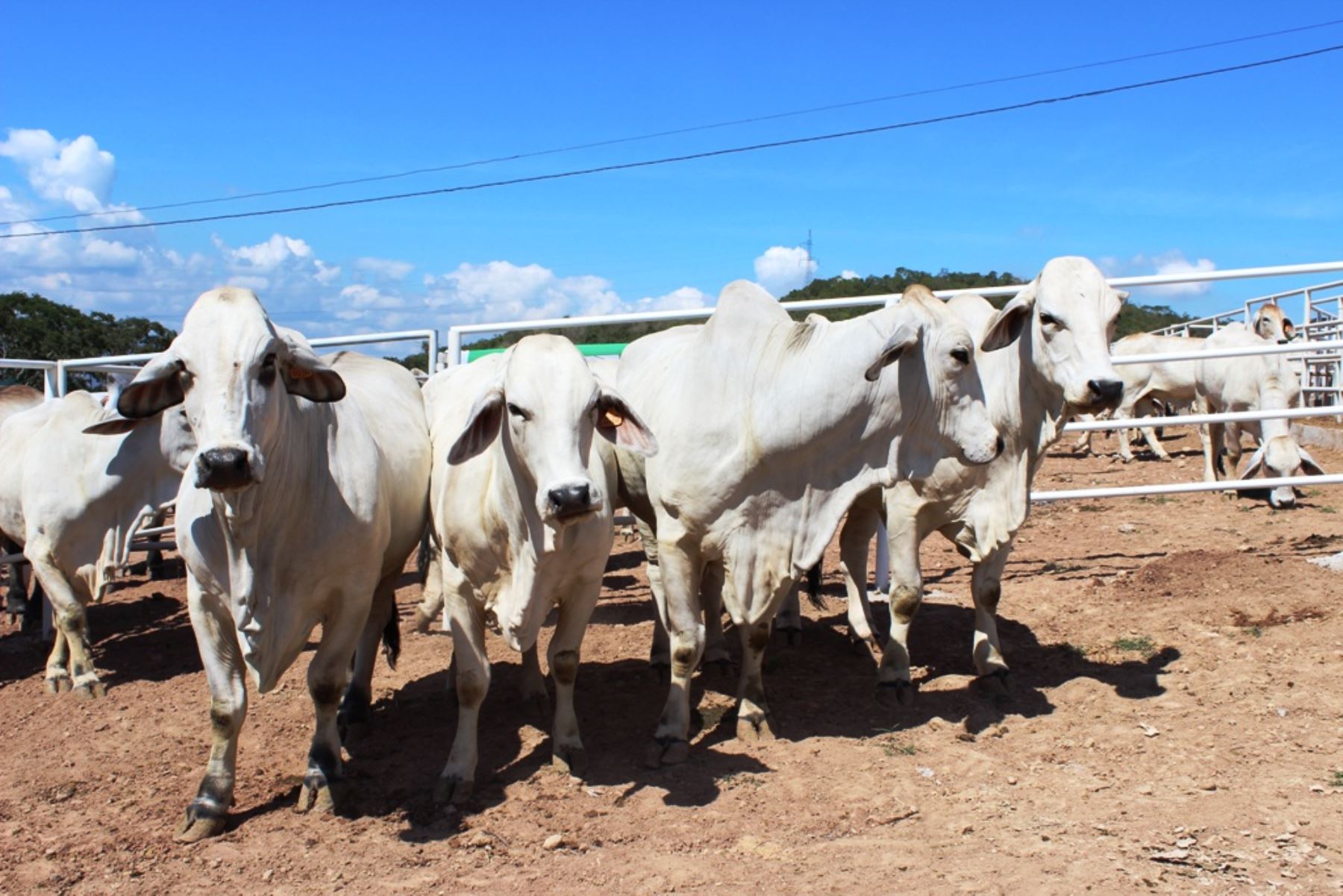 Agrobanco destina S/. 200 mllns. para desarrollar ganadería en regiones. Foto: ANDINA/Difusión.