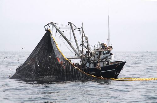 Captura de anchoveta. Cortesía