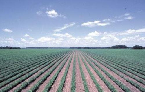 Agroindustria se desarrolló en el país. ANDINA/archivo