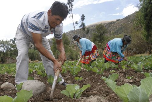 Agricultores. Foto: ANDINA/Difusión