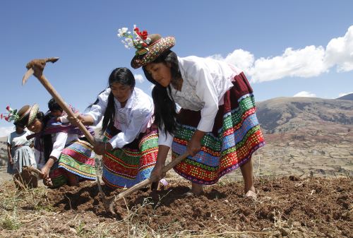 Al celebrarse hoy el Día del Campesino, cabe recordar que gracias a su enorme agrobiodiversidad y la salvaguarda de cultivos con el conocimiento ancestral de las comunidades campesinas, el Perú es uno de los 22 países del planeta que forma parte del programa “Sistemas Importantes del Patrimonio Agrícola Mundial” (SIPAM), de la Organización de las Naciones Unidas para la Alimentación y la Agricultura (FAO). ANDINA/Difusión