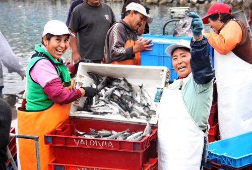 Pescados. Foto: ANDINA/Difusión