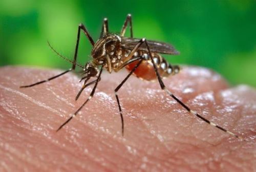 Lambayeque reporta primer fallecido por dengue y autoridades de Salud de la región piden a la población no automedicarse. ANDINA/Archivo