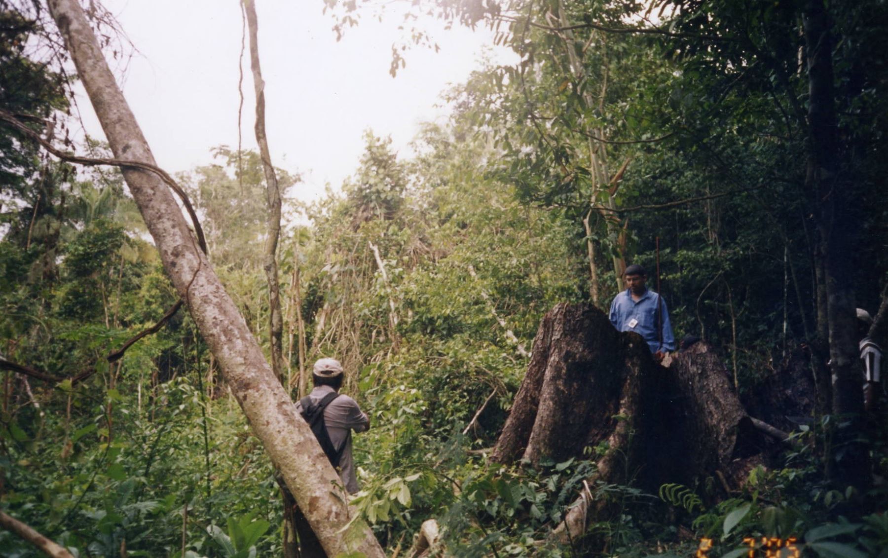 Tala ilegal afecta vida de comunidades indígenas y altera el ecosistema. ANDINA/Archivo