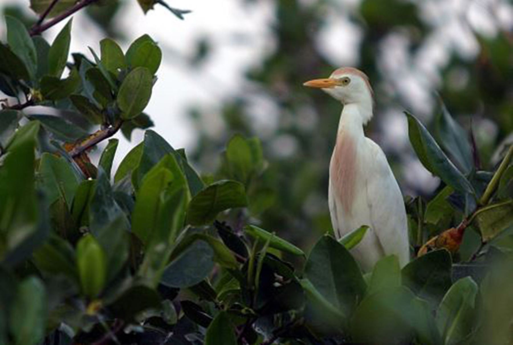 Una gran variedad de aves habitan en las zonas de reserva natural de Tumbes y Piura.
