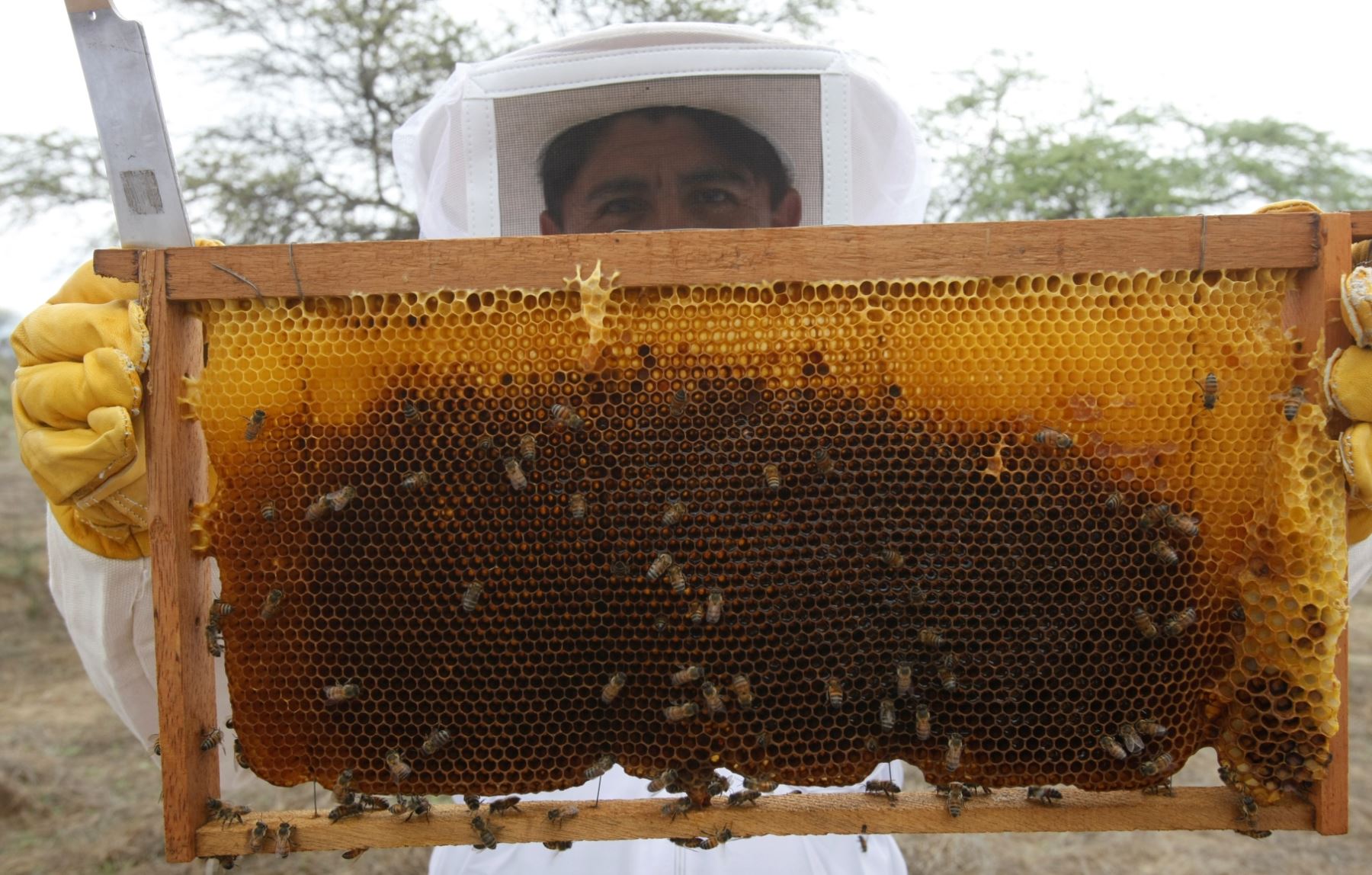 Lambayeque produce una importante cantidad de miel de abeja.