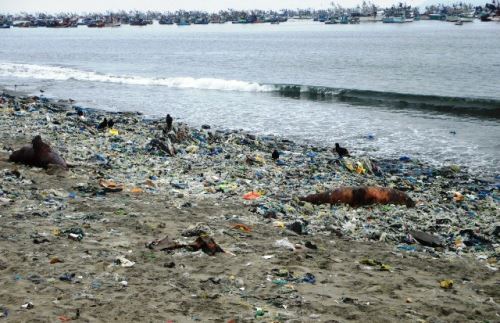 Ministerio Público investigará muerte de lobo marino en Chimbote.