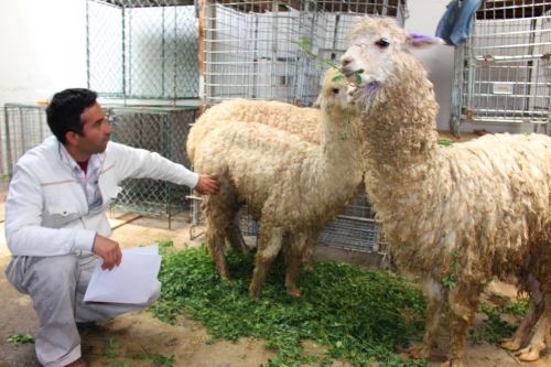 Alpacas que sobrevivieron a feroz ataque se recuperan en zoológico de Huancayo. Foto: ANDINA/Pedro Tinoco.