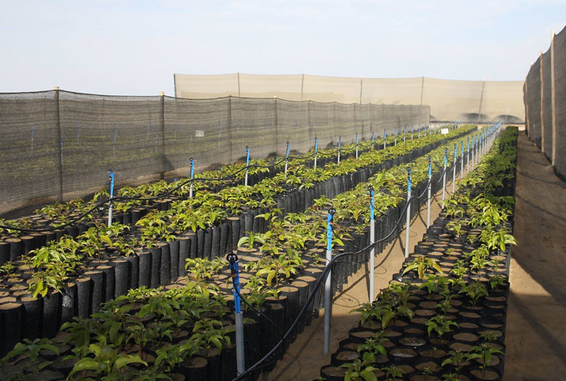 El Proyecto Olmos alcanzó 20,000 hectáreas sembradas. ANDINA
