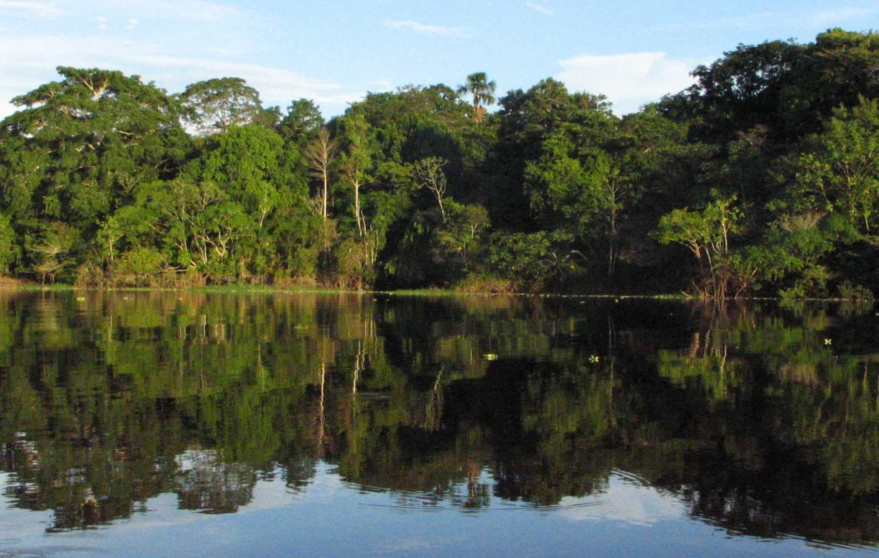 El bosque amazónico alberga una gran diversidad biológica y es una de las reservas mundiales. ANDINA/archivo